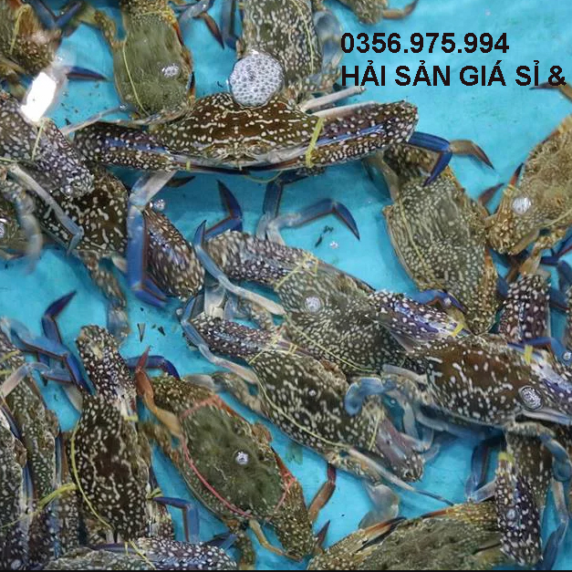 GHẸ TƯƠI SỐNG 1 ghẹ giá sỉ 
