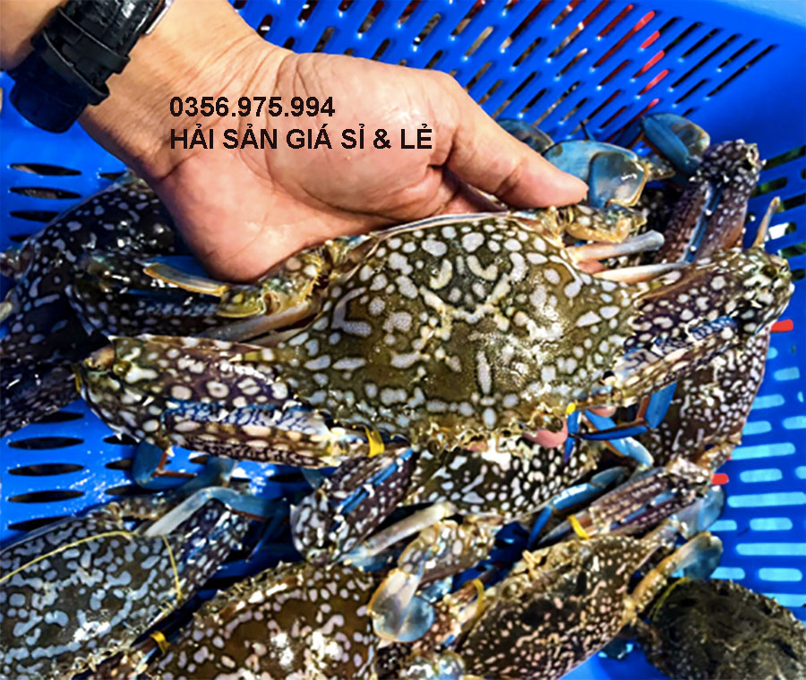 GHE TUOI SONG