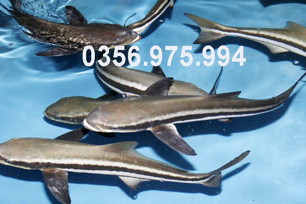 cung cấp cá bốp gaisỉ lẻ