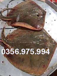 bán cá đuối 1
