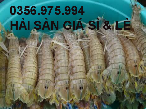 Tôm tí giá sỉ lẻ  cung cấp hải sản giá sỉ lẻ 