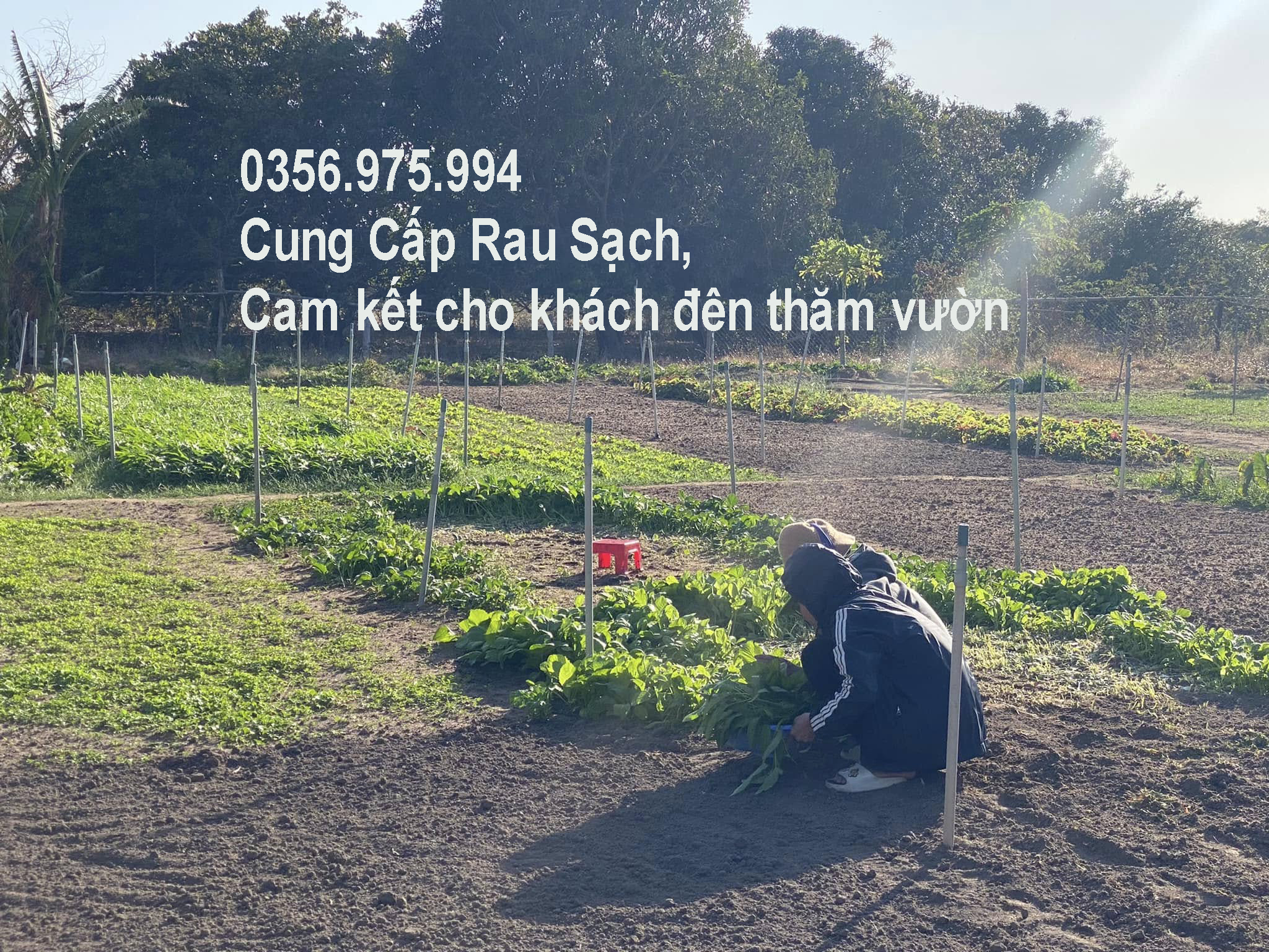cung cap rau sach