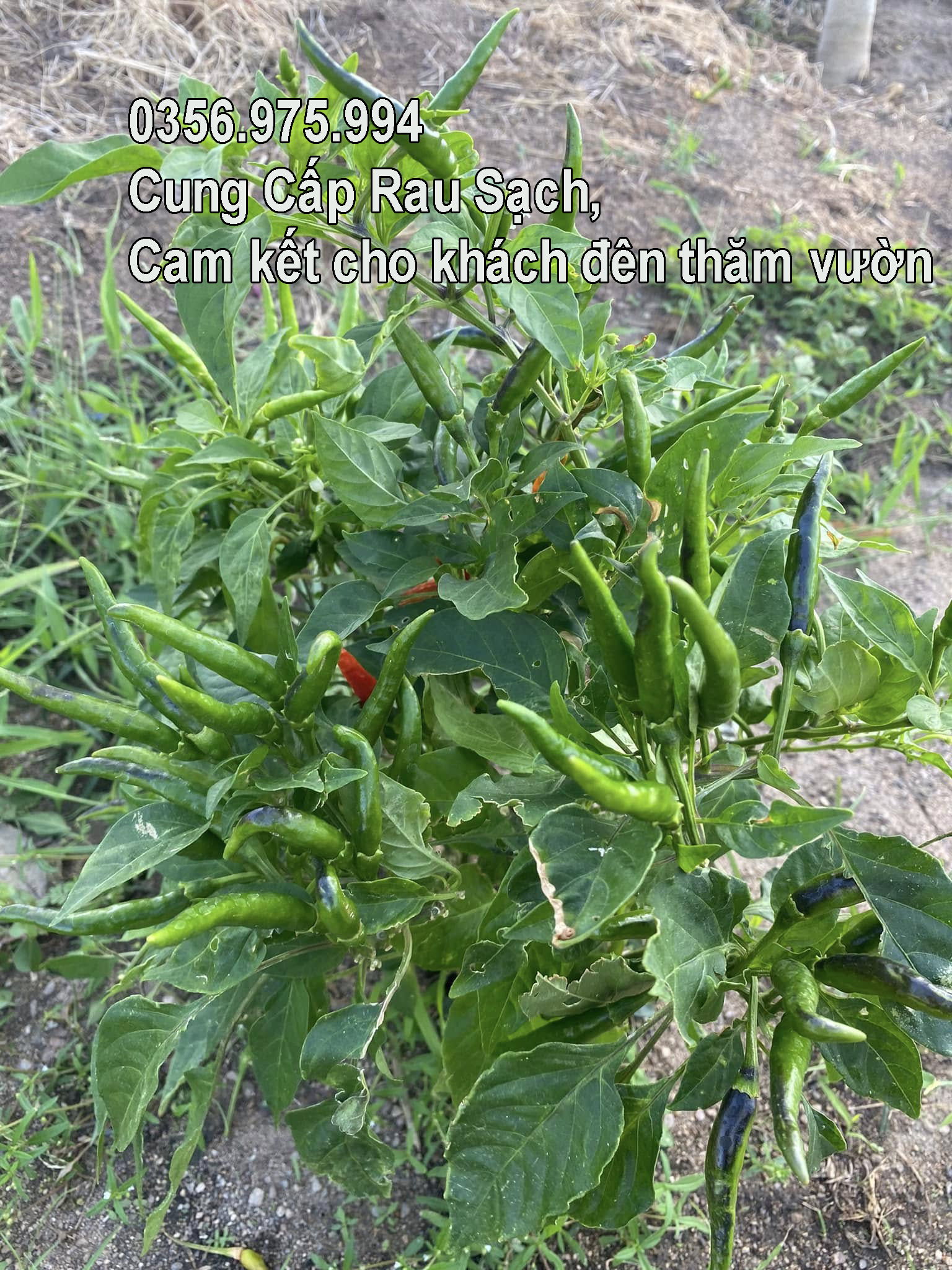 cung cap rau sach