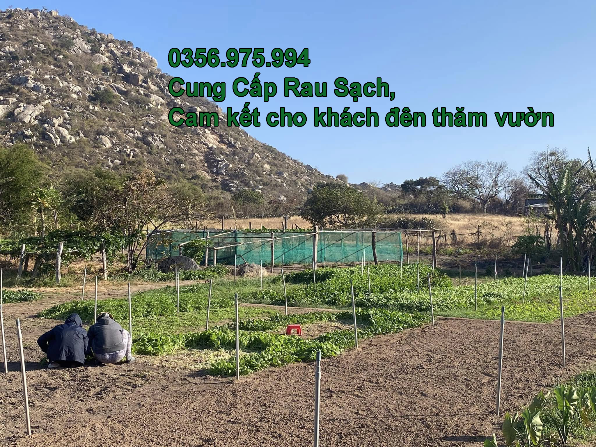 cung cap rau sach