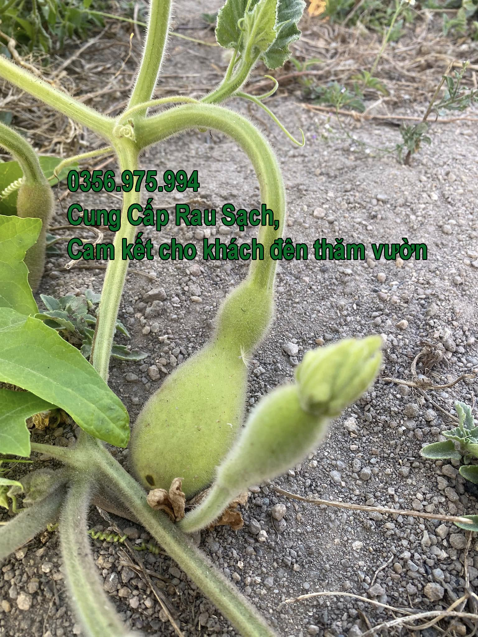 cung cap rau sach