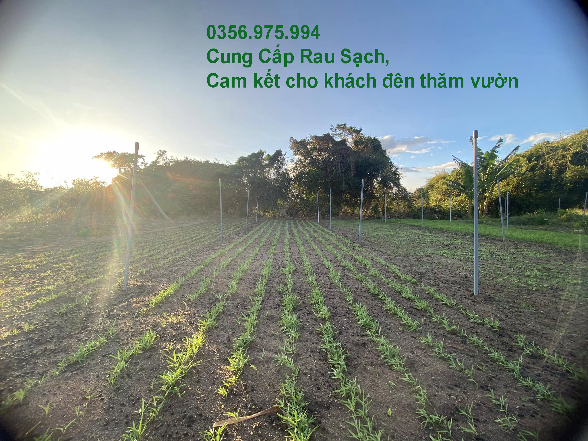 cung cap rau sach