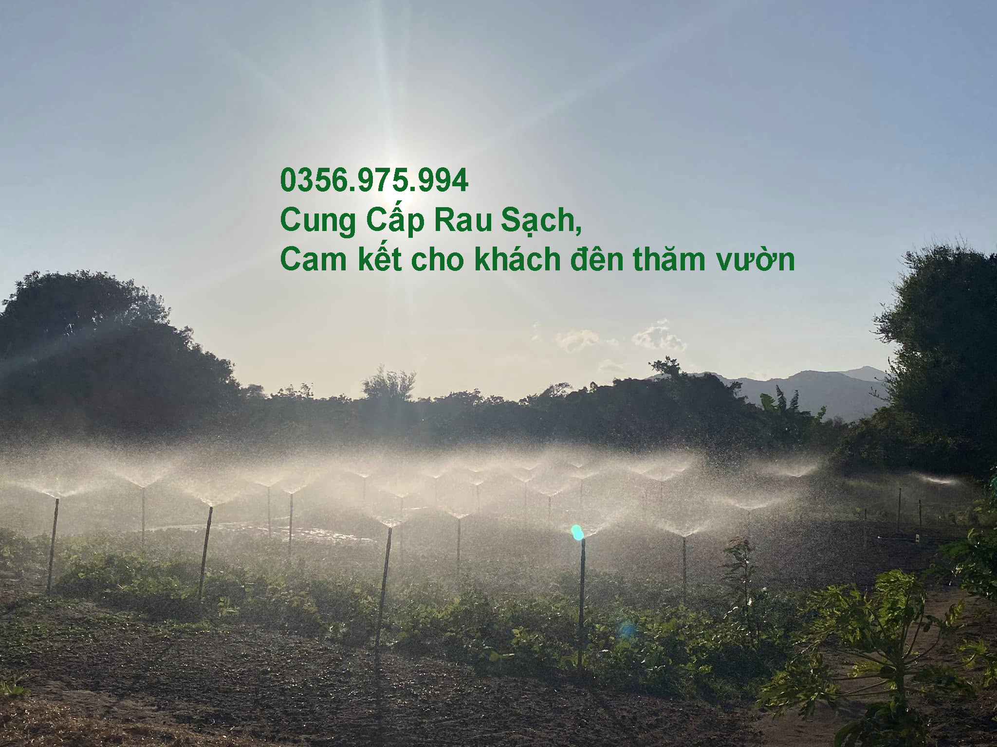 cung cap rau sach