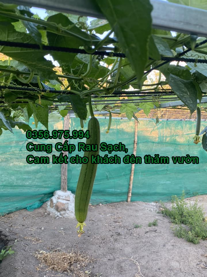 cung cap rau sach